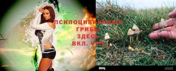 ПСИЛОЦИБИНОВЫЕ ГРИБЫ Баксан